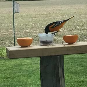 Meet your Posher, Coni graves